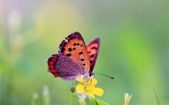 Bươm Bướm kén vợ