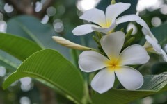 Sự tích hoa đại