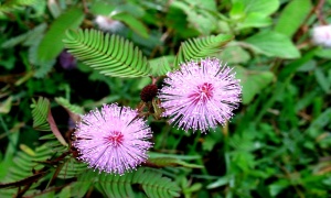 Sự tích hoa Trinh nữ