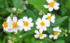 Sự tích hoa xuyến chi