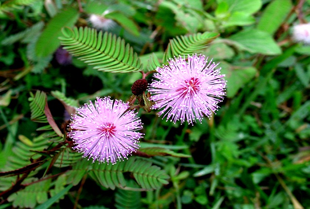 Sự tích hoa Trinh nữ